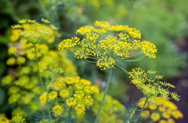 Eneldo fresco (Anethum graveolens) creciendo en el lecho vegetal. Hierba anual, familia Apiaceae. Cultivando hierbas frescas. Plantas verdes en el jardín, agricultura ecológica para producir un concepto de alimentos saludables —  Fotos de Stock