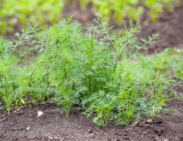 Färsk dill (Anethum graveolens) som växer på grönsakssängen. Ärlig ört, familjen Apiaceae. Odlar färska örter. Gröna växter i trädgården, ekologiskt jordbruk för att producera hälsosam mat koncept — Stockfoto