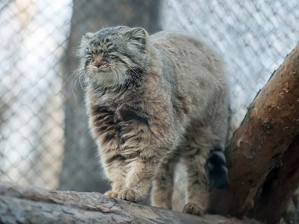 Pallas's cat (Otocolobus manul). Manul is living in the grasslands and montane steppes of Central Asia. Cute furry adult manul on the branches of a tree — Stock Photo, Image