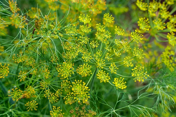 Eneldo fresco (Anethum graveolens) creciendo en el lecho vegetal. Hierba anual, familia Apiaceae. Cultivando hierbas frescas. Plantas verdes en el jardín, agricultura ecológica para producir un concepto de alimentos saludables — Foto de Stock