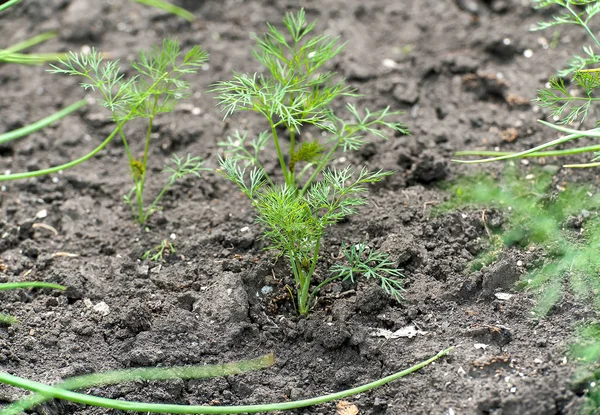 Färsk dill (Anethum graveolens) som växer på grönsakssängen. Ärlig ört, familjen Apiaceae. Odlar färska örter. Gröna växter i trädgården, ekologiskt jordbruk för att producera hälsosam mat koncept — Stockfoto