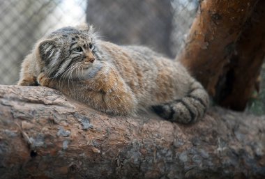 Pallas 'ın kedisi (Otocolobus Manul). Manul, Orta Asya 'nın çimenlere ve Montane steplerinde yaşıyor. Bir ağacın dalları üzerinde sevimli tüylü yetişkin Manul