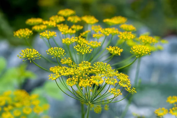 Eneldo fresco (Anethum graveolens) creciendo en el lecho vegetal. Hierba anual, familia Apiaceae. Cultivando hierbas frescas. Plantas verdes en el jardín, agricultura ecológica para producir un concepto de alimentos saludables — Foto de Stock