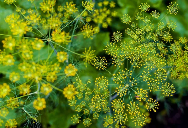 Venkelbloesems. Venkelbloemen. Venkelzaad. Kruiden voor voedsel. Venkel in een tuin — Stockfoto