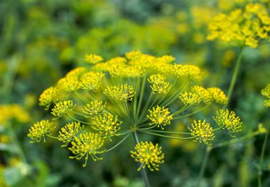 Taze dereotu (Anethum graveolens) sebze yatağında yetişir. Yıllık bitki, Apiaceae ailesi. Taze otlar yetiştiriyoruz. Bahçedeki yeşil bitkiler, sağlıklı gıda konsepti üretmek için ekolojik tarım