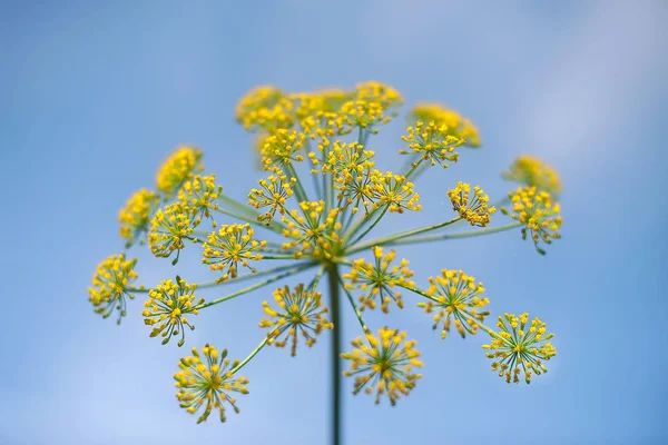 Fennel blossoms. Fennel flowers. Fennel seeds. Seasoning for food. Fennel in a garden