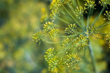 Rezene çiçekleri. Rezene çiçekleri. Rezene tohumları. Yemek için çeşni. Bahçedeki rezene