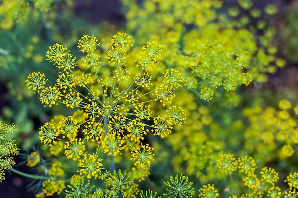 Eneldo fresco (Anethum graveolens) creciendo en el lecho vegetal. Hierba anual, familia Apiaceae. Vista superior — Foto de Stock