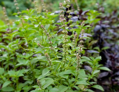 Organik bahçe toprak yakın büyüyen yeşil ve sağlıklı fesleğen (Ocimum basilicum) fide tesisi