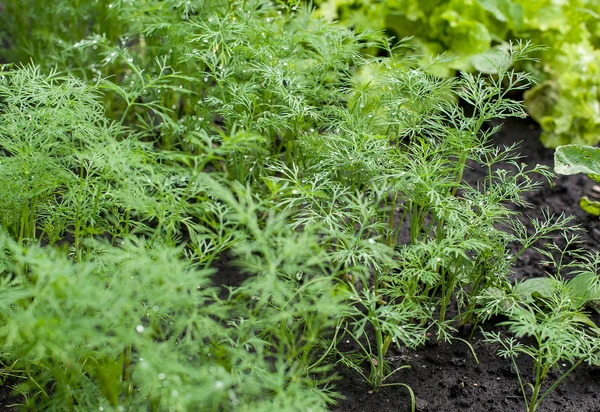 Taze dereotu (Anethum graveolens) sebze yatağında yetişir. Yıllık bitki, Apiaceae ailesi. Taze otlar yetiştiriyoruz. Bahçedeki yeşil bitkiler, sağlıklı gıda konsepti üretmek için ekolojik tarım