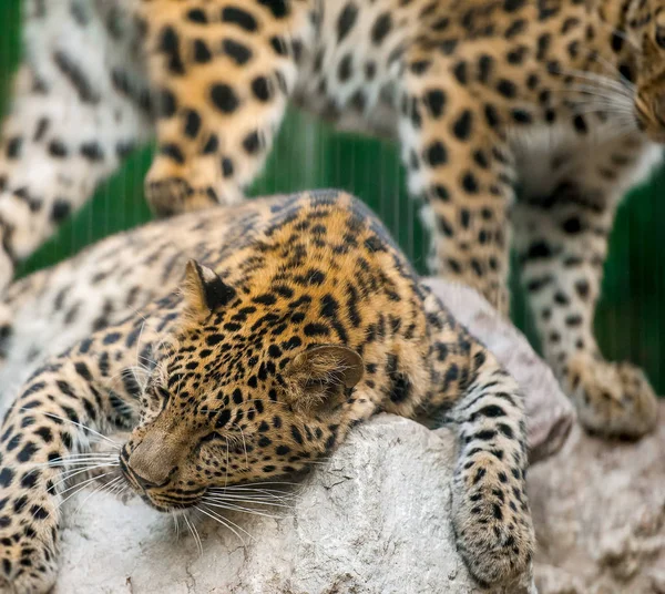 Yetişkin erkek pers leoparı (Panthera pardus saxicolor) gündüz leri taşların üzerinde uyuyor — Stok fotoğraf