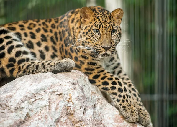 Adult male persian leopard (Panthera pardus saxicolor) sitting in the daytime on the stones Stock Picture