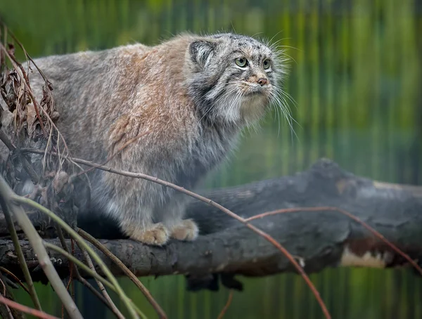 Pallas macskája (Otocolobus manul). Manul él a grasslan — Stock Fotó