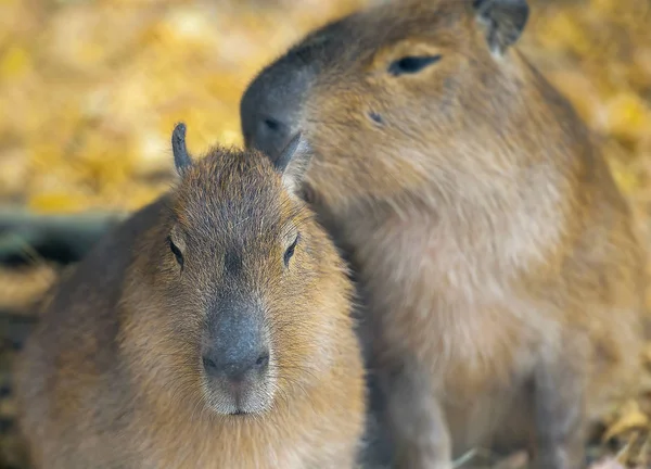 Närbild porträtt av en söt bebis capybara Hydrochoerus hydrocha — Stockfoto