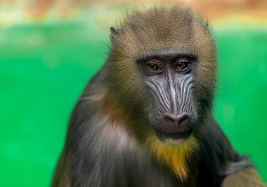 Mandrill portresi, Mandrillus sfenks, Eski Worl primat