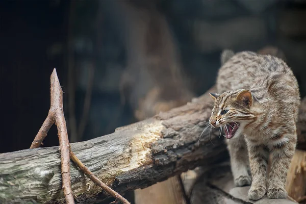 Leopárd bengáli macska. A Prionailurus Felis bengalensis euptilura-w — Stock Fotó