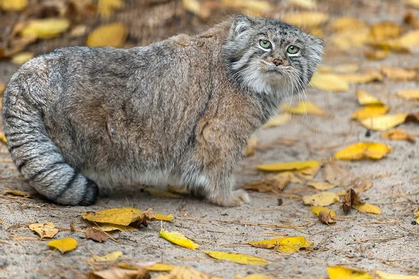 帕拉斯猫（奥托科卢布斯马努尔）。马努尔住在草地上 — 图库照片