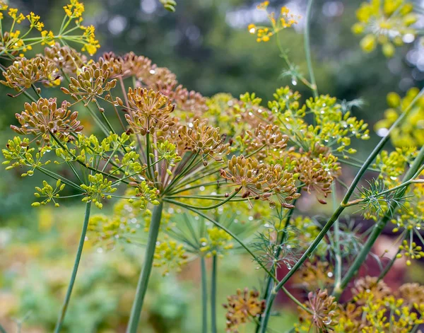 Свежий укроп (Anethum graveolens), растущий на растительном ложе — стоковое фото