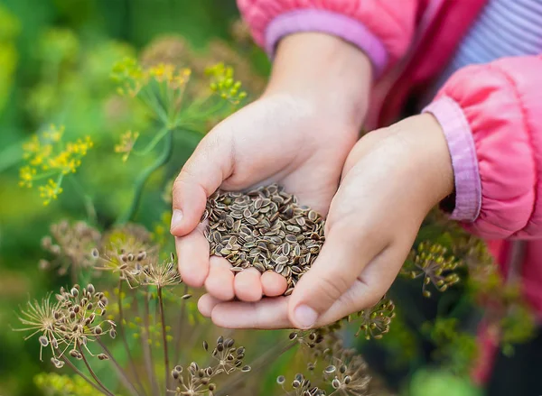 植え付けのために子供の手に茶色のディルの種を熟す — ストック写真