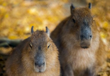 Sevimli bir bebek capybara Hydrochoerus hydrocha portresi kadar