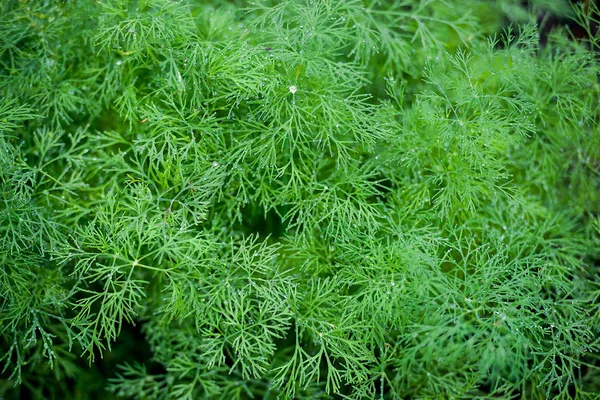 Dill segar (Anethum graveolens) tumbuh di tempat tidur sayuran — Stok Foto