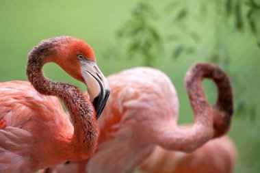 Amerikan flamingosu (Phoenicopterus ruber) ayrıca Karayip flamingosu olarak da bilinir. Yetişkin büyük kuş yaz tatilinin tadını çıkarıyor. Yeşil arkaplan