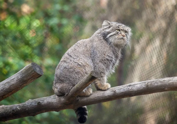 Portré Egy Aranyos Felnőtt Manul Pallas Macskája Vagy Otocolobus Manul — Stock Fotó