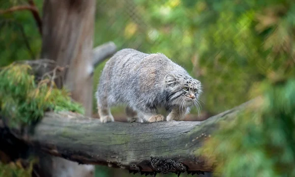 Pallas Macskája Otocolobus Manul Manul Közép Ázsia Legelőin Montane Sztyeppjein — Stock Fotó