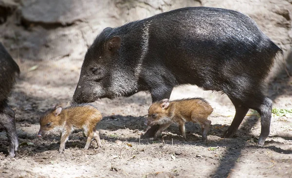 Yakalı Peccary (ayrıca javelina veya kokarca domuzu veya pecari tajacu) Tayassuidae familyasından orta büyüklükte bir domuz türü. Annesiyle iki tatlı bebek. İlk adımlar