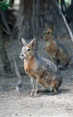 Patagonya Cavy Mara (Dolichotis patagonum) kumların üzerinde oturuyor ve dinleniyor, tehlikeyi bekliyor.