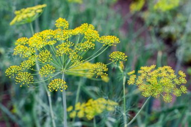 Taze dereotu (Anethum graveolens) sebze yatağında yetişir. Yıllık bitki, Apiaceae ailesi. Taze otlar yetiştiriyoruz. Bahçedeki yeşil bitkiler, sağlıklı gıda konsepti üretmek için ekolojik tarım