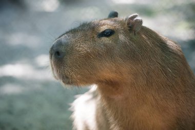 Şirin bir kapibaranın portresi (Hydrochoerus hydrochaeris)