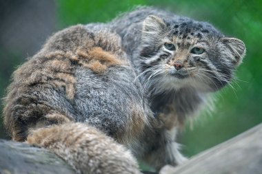 Pallas 'ın kedisi (Otocolobus manul). Manul, Orta Asya 'nın otlaklarında ve dağlık bozkırlarında yaşamaktadır. Ağacın dallarındaki sevimli, tüylü yetişkin manulunun portresi.