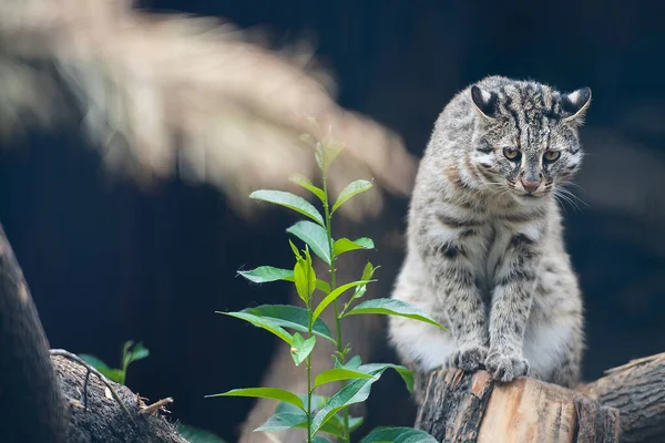 Bengáli Törpemacska Prionailurus Felis Bengalensis Euptilura Vadon Élő Állatok Élő — Stock Fotó