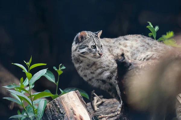 Bengáli Törpemacska Prionailurus Felis Bengalensis Euptilura Vadon Élő Állatok Élő — Stock Fotó