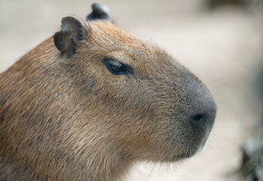 Şirin bir kapibaranın portresi (Hydrochoerus hydrochaeris)
