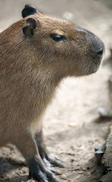 Närbild Porträtt Söt Capybara Hydrochoerus Hydrochaeris — Stockfoto