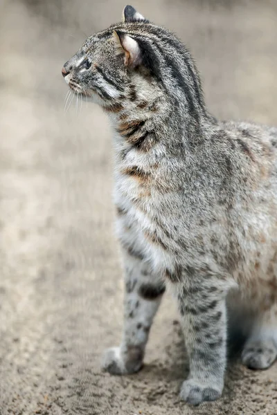 Leoparden Bengalkatze Prionailurus Felis Bengalensis Euptilura Wilde Tiere Leben Tropischen — Stockfoto