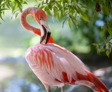 Amerikan flamingosu (Phoenicopterus ruber) veya Karayip flamingosu. Büyük kuş yaz tatilinin tadını çıkarıyor. Doğa yeşil arkaplan