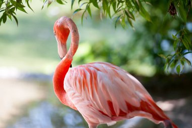 Amerikan flamingosu (Phoenicopterus ruber) veya Karayip flamingosu. Büyük kuş yaz tatilinin tadını çıkarıyor. Doğa yeşil arkaplan