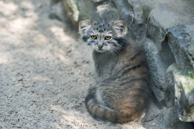 Pallas 'ın kedisi (Otocolobus manul). Manul, Orta Asya 'nın otlaklarında ve dağlık bozkırlarında yaşamaktadır. Küçük şirin bebek manulü. Öğrenme süreci. Küçük vahşi kedi yavrusu. İlk adımlar