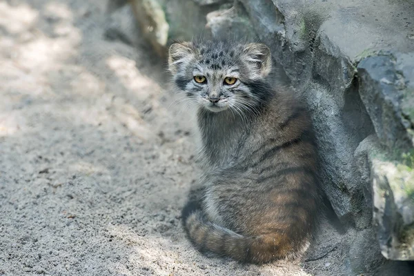 Pallas 'ın kedisi (Otocolobus manul). Manul, Orta Asya 'nın otlaklarında ve dağlık bozkırlarında yaşamaktadır. Küçük şirin bebek manulü. Öğrenme süreci. Küçük vahşi kedi yavrusu. İlk adımlar