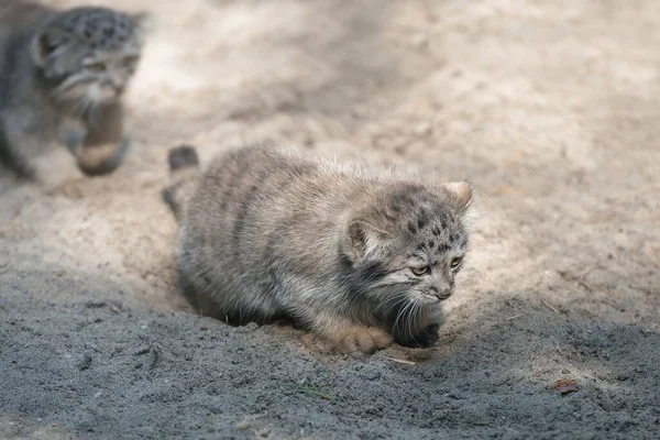 Pallas Macska Otocolobus Manul Manul Közép Ázsia Legelőin Montane Sztyeppjein — Stock Fotó