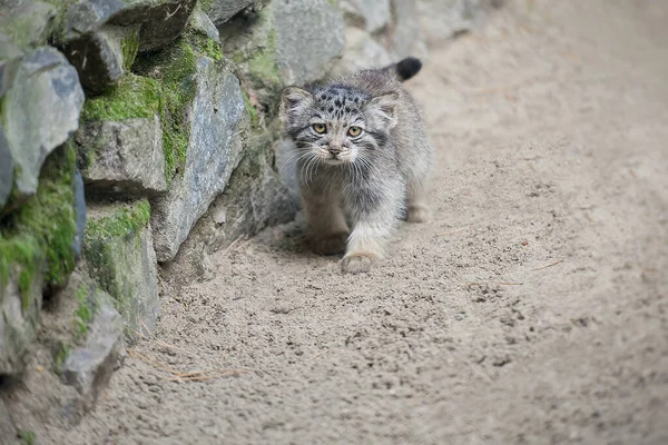 パラスの猫 オトコロブス マニュアル マヌルは中央アジアの草原やモンタネの草原に住んでいます かわいい赤ちゃんのマニュアル 学習プロセス 小さな野生の子猫 第一歩 — ストック写真