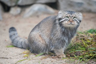 Pallas 'ın kedisi (Otocolobus manul). Manul, Orta Asya 'nın otlaklarında ve dağlık bozkırlarında yaşamaktadır. Kumun üzerindeki sevimli tüylü yetişkin manulunun portresi. Avlanma içgüdüsü