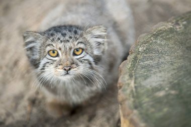Pallas 'ın kedisi (Otocolobus manul). Manul, Orta Asya 'nın otlaklarında ve dağlık bozkırlarında yaşamaktadır. Küçük şirin bebek manulü. Öğrenme süreci. Küçük vahşi kedi yavrusu. İlk adımlar