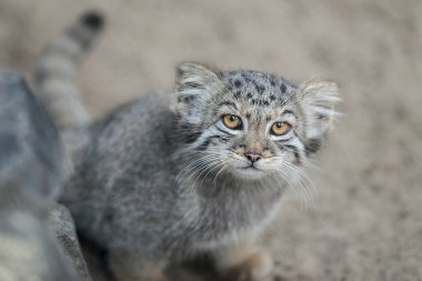 Pallas 'ın kedisi (Otocolobus manul). Manul, Orta Asya 'nın otlaklarında ve dağlık bozkırlarında yaşamaktadır. Küçük şirin bebek manulü. Öğrenme süreci. Küçük vahşi kedi yavrusu. İlk adımlar