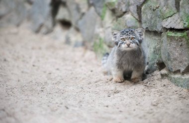 Pallas 'ın kedisi (Otocolobus manul). Manul, Orta Asya 'nın otlaklarında ve dağlık bozkırlarında yaşamaktadır. Küçük şirin bebek manulü. Öğrenme süreci. Küçük vahşi kedi yavrusu. İlk adım
