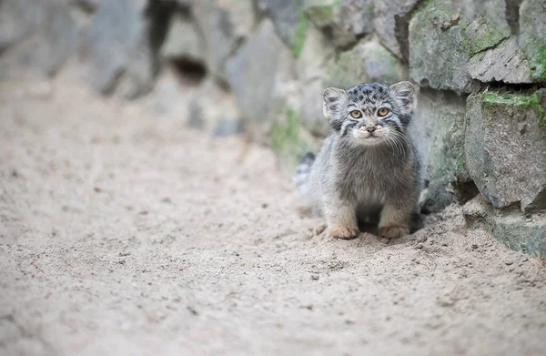 パラスの猫 オトコロブス マニュアル マヌルは中央アジアの草原やモンタネの草原に住んでいます かわいい赤ちゃんのマニュアル 学習プロセス 小さな野生の子猫 第一歩 — ストック写真