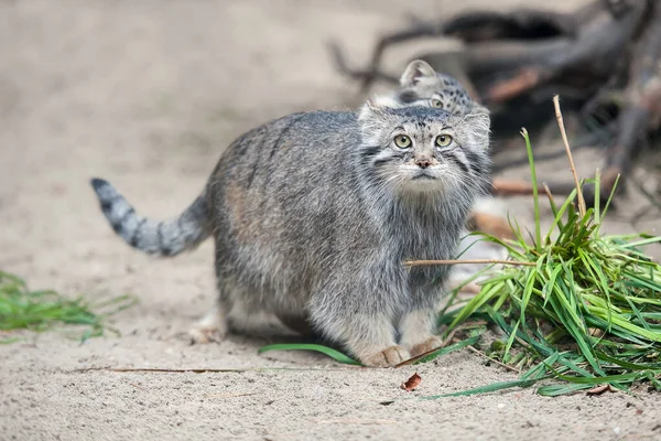 パラスの猫 オトコロブス マニュアル マヌルは中央アジアの草原やモンタネの草原に住んでいます お母さんとのかわいい赤ちゃんマニュアル 学習プロセス 小さな野生の子猫 第一歩 — ストック写真